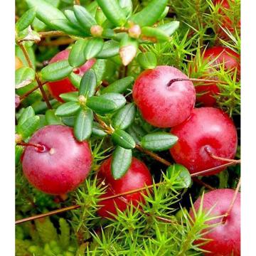 Arbust Merisor Vaccinium McFarlin de 10-20cm de la Plante Si Flori Srl