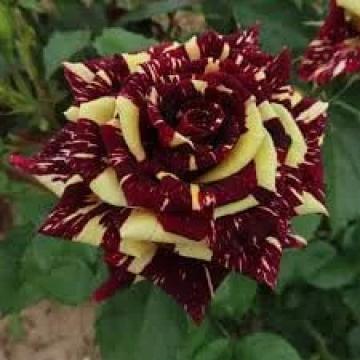 Trandafir Hocus Pocus de la Plante Si Flori Srl