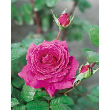 Trandafir Teahibrid Eminence de 20-30cm