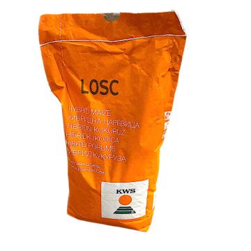 Seminte porumb KWS LOSC 25.000 boabe, FAO 250, morarit