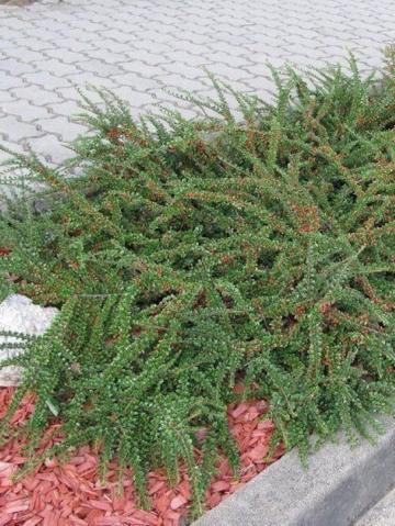 Arbust ornamental Cotoneaster Horizontalis Skogholm